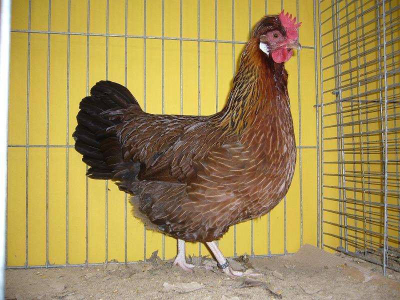 Hannover 2008 204.jpg - Altsteirer wildbraun von Norbert Nöll  Preis V 97 BB